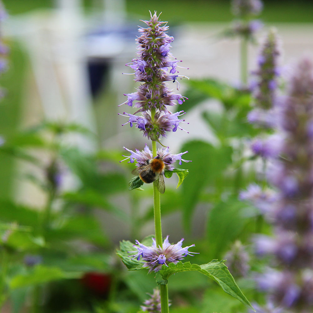 OEPATCNAT-Patchouli-Natural-Blend-Essential-Oil