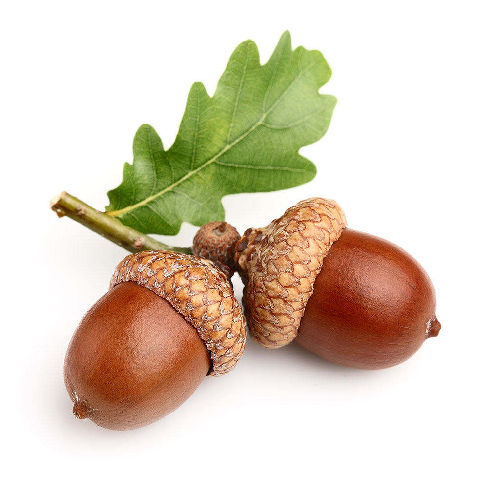 OFSCOAKESS---Oak-Essence-Fragrant-Oil