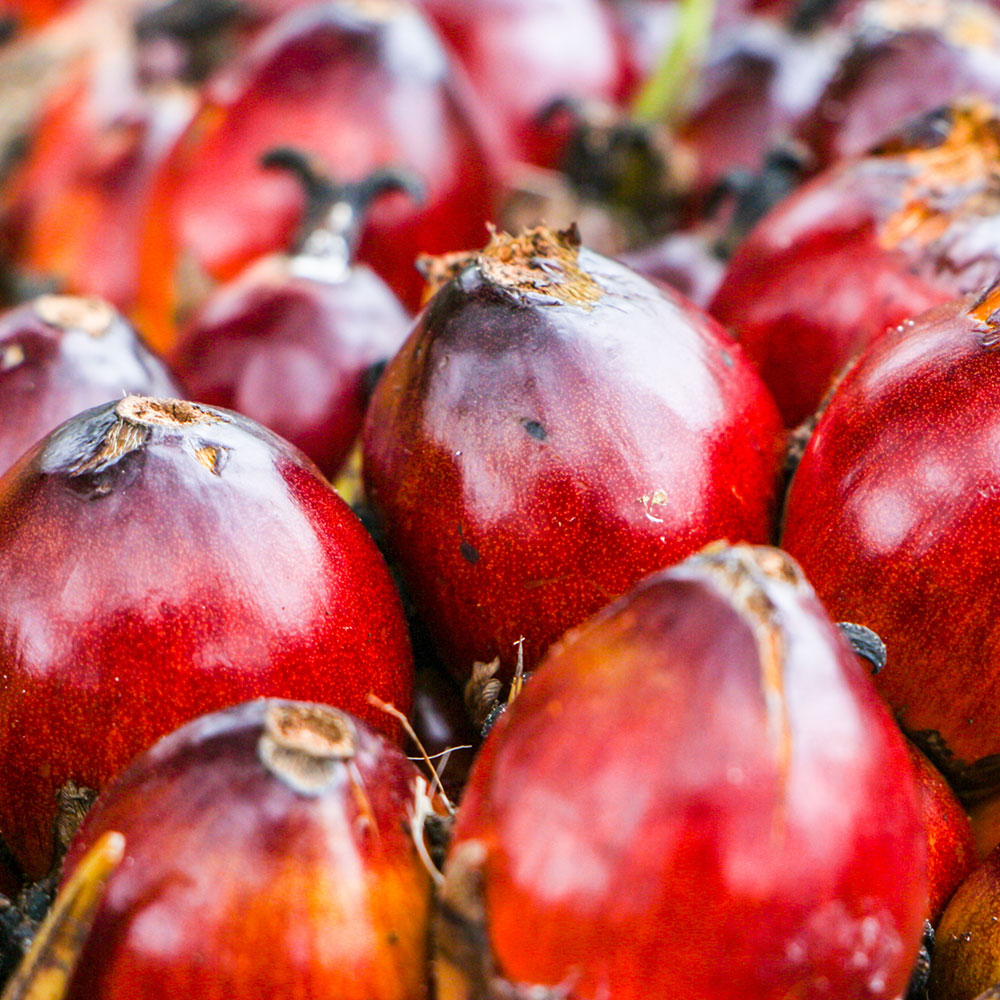 OVBATA---Batana-(ojon)-virgin-oil