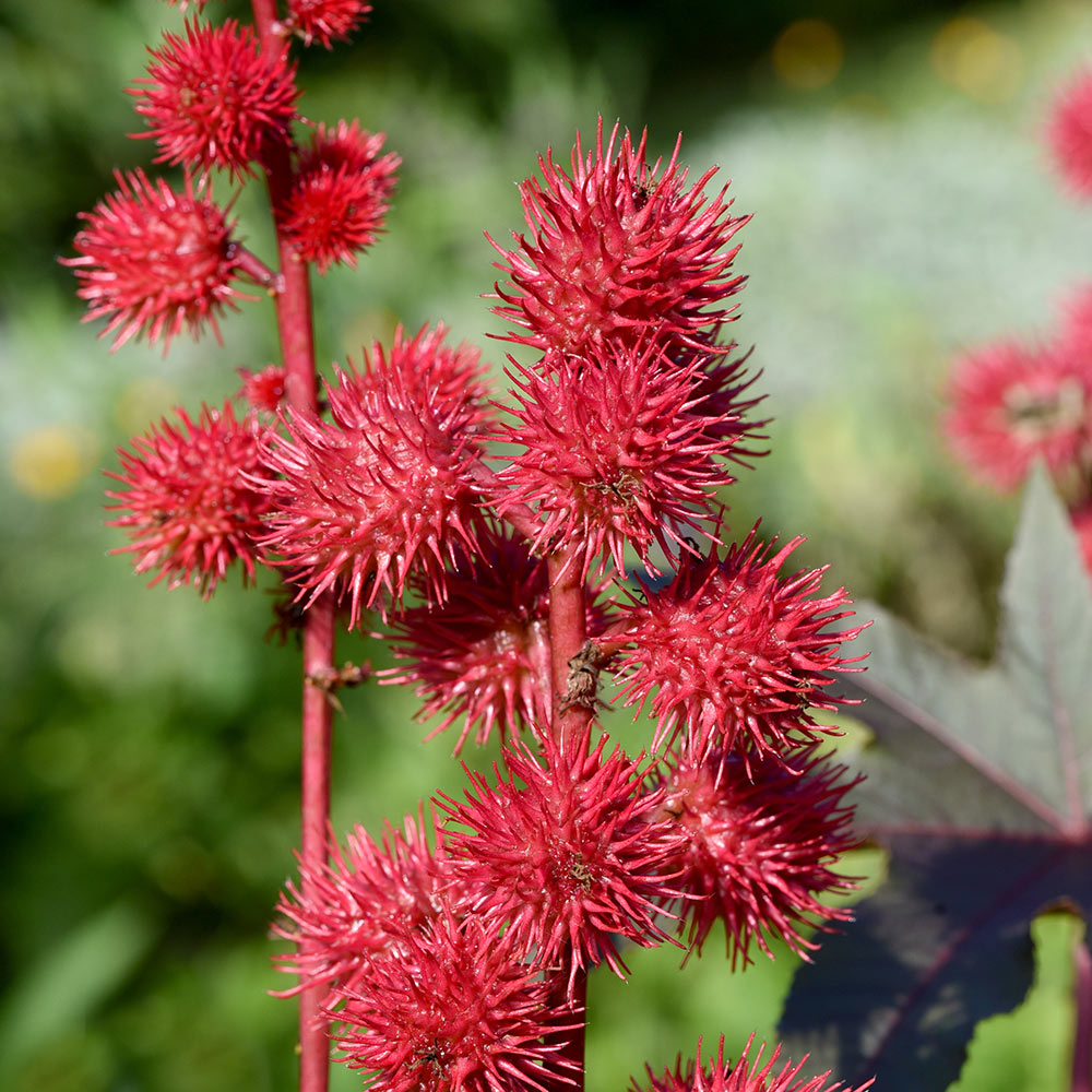 OVCASTVIR---Castor-Virgin-Oil