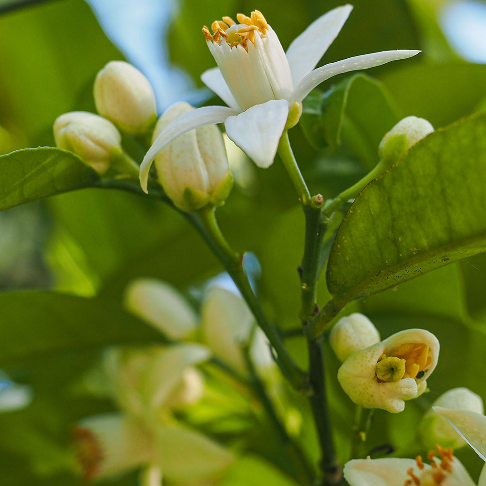OENERO---Neroli-Essential-Oil