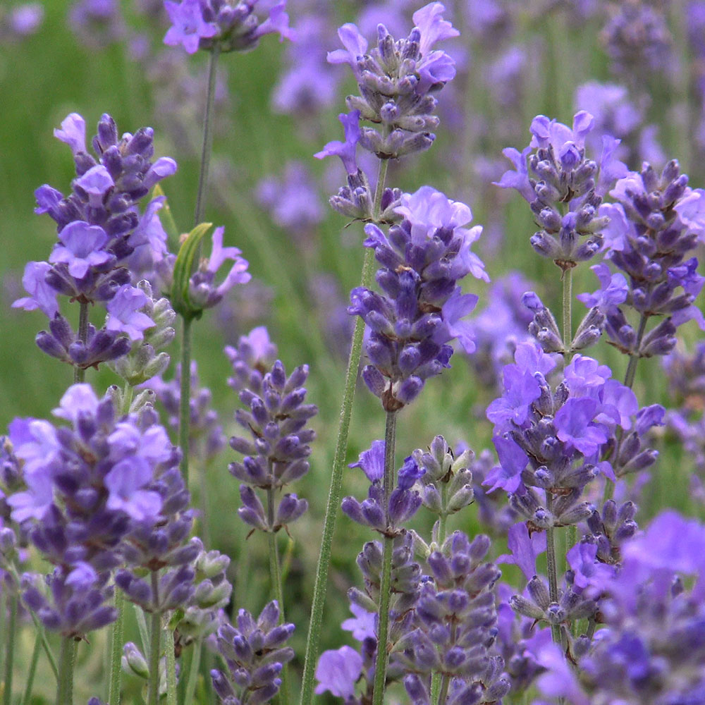 OCLAVEMAIL---Lavender-Maillette-Certified-Organic-Oil