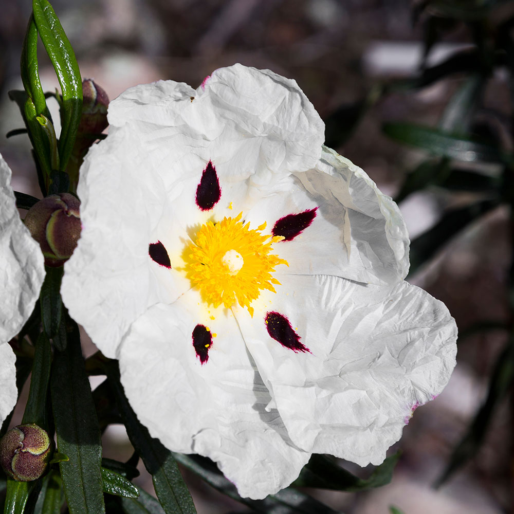 OECISTUS---Cistus-Essential-Oil