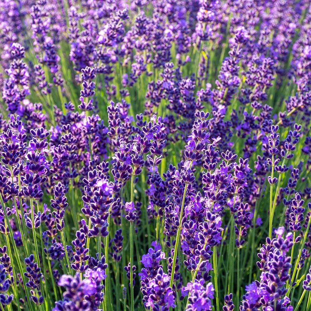 OELAVEMAIL---Lavender-Maillete-Essential-Oil (1)