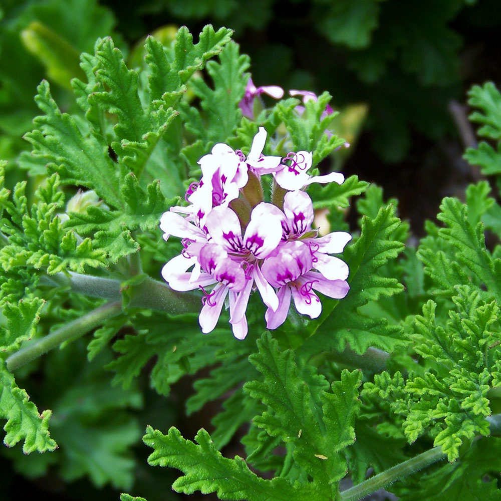 OEMADGGERBOU---Geranium-Bourbon-Madagascan-Essential-Oil