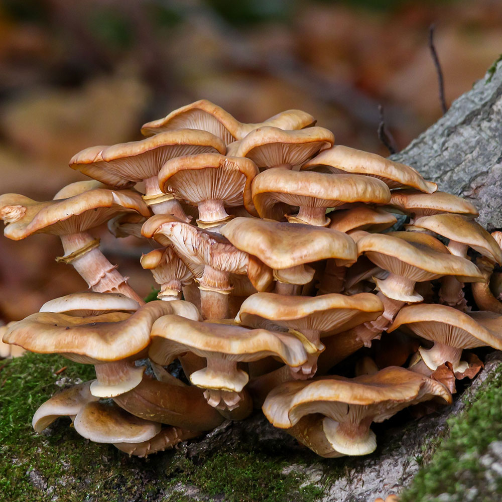 RMLEGOYSMUS---Oyster-Mushroom-Liquid-Extract