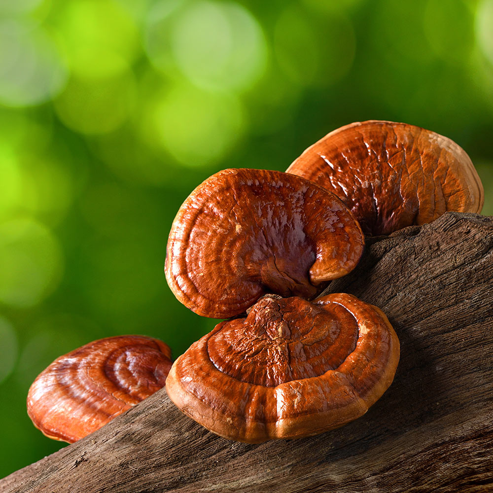 RMLEGREIMUS---Reishi-Mushroom-Liquid-Extract