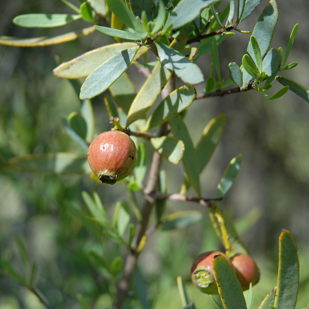 OESANDAUS---Sandalwood-Australian-Essential-Oil