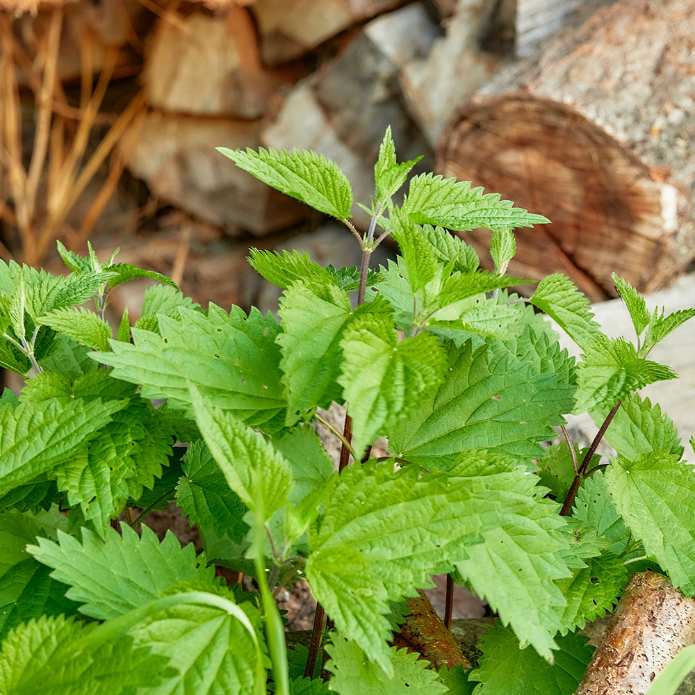 RMLENETTROOT---Nettle-Root-Liquid-Extract