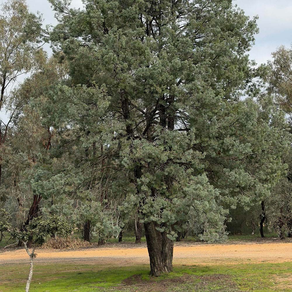 OECYWHAU-Cypress-White-Australian-Wood-Oil