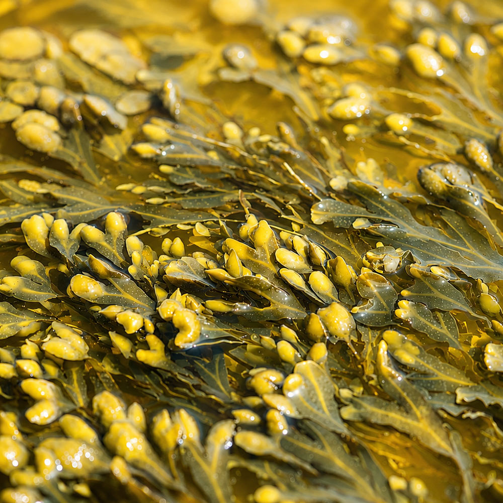 EXTRSEAWEEDOIL---Seaweed-Extract-Oil-Liquid-Extract