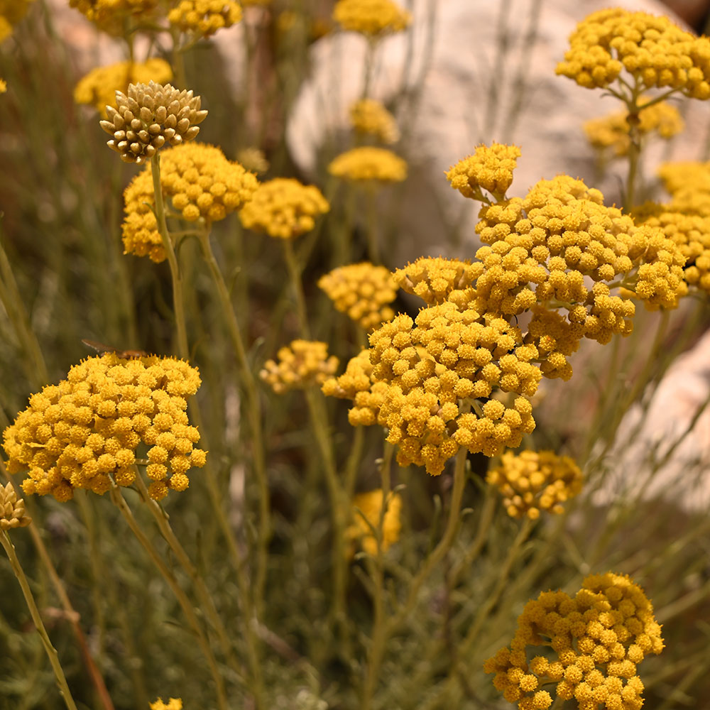 Close-up of vibrant golden-yellow everlasting flowers (Helichrysum) blooming in clusters on slender green stems in a natural setting