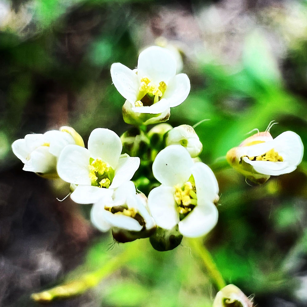 Close-up of white Abyssinian (Crambe) flowers with yellow centres against a blurred green background.