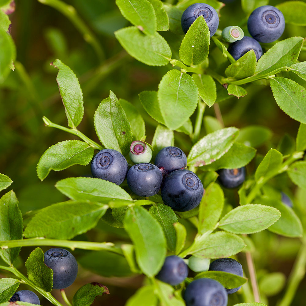 OVBILSEEDV---Bilberry-Seed-Virgin-Oil