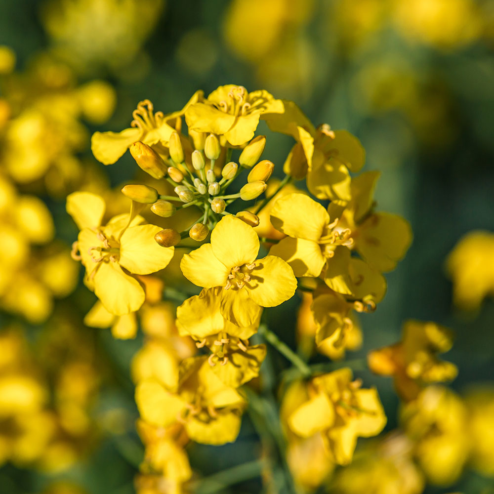 OVCANOAUSREF-Canola-Australian-Refined-Oil