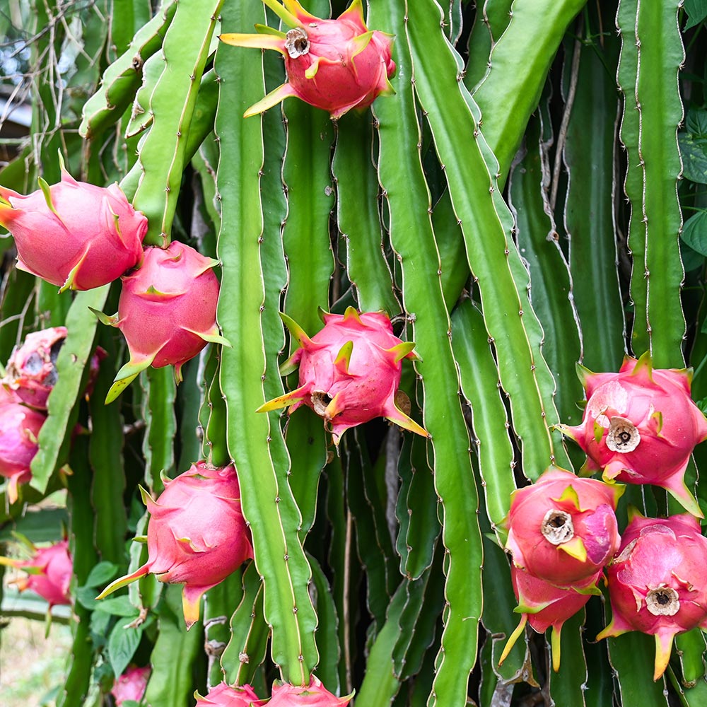 OVDRGSEEDV---Dragon-Fruit-Seed-Virgin-Oil