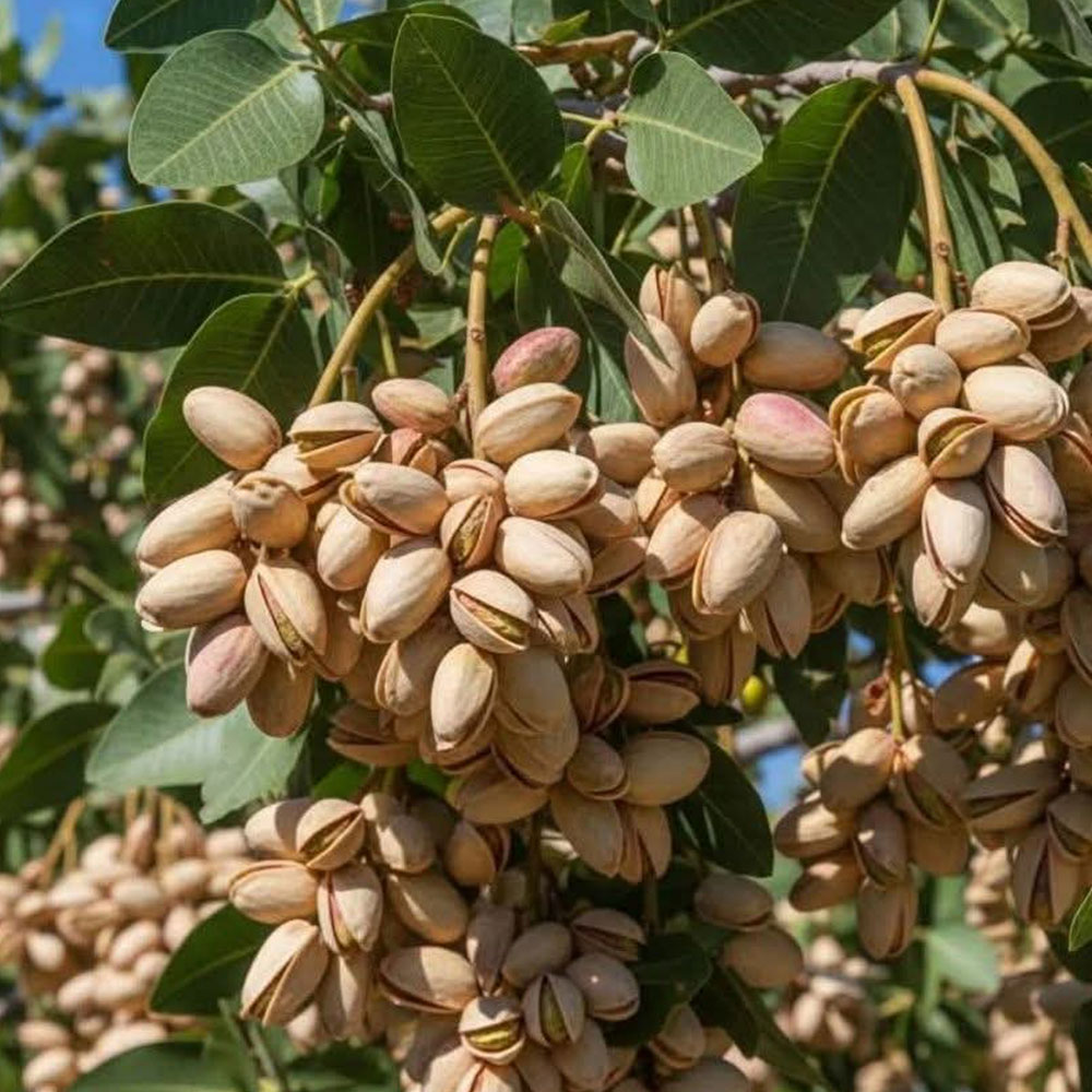 OVPISTNUT---Pistachio-Nut-Refined-Oil
