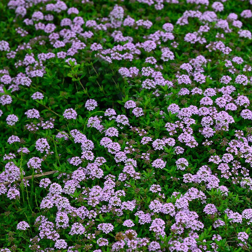 Close-up of Certified Organic Thyme Thujanol (Thymus vulgaris) plants covered in clusters of delicate pale pink-purple flowers surrounded by lush green foliage.